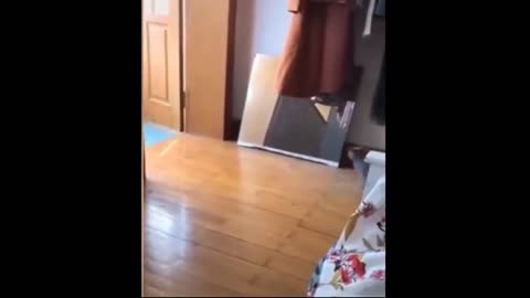 Funniest animals || cute animals