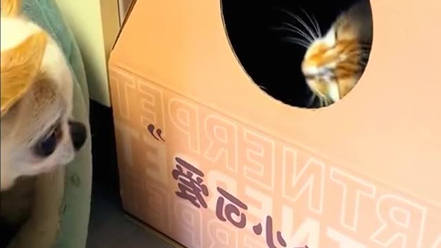 Two cats are so cute