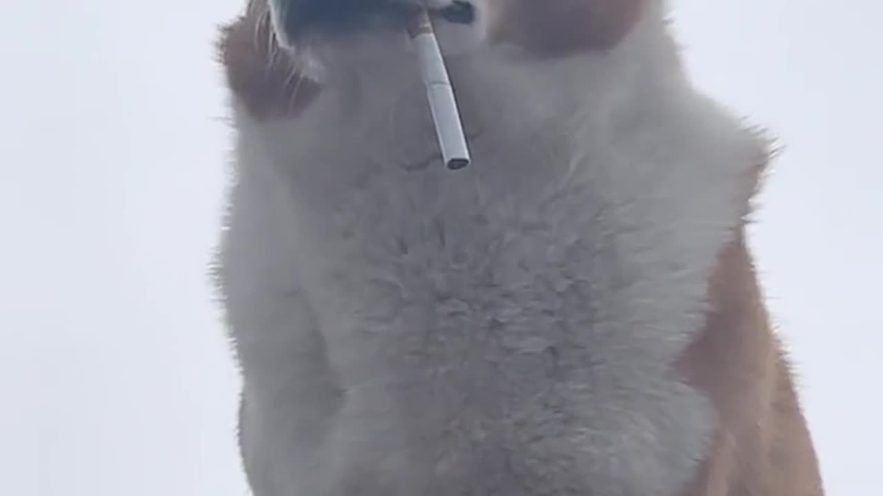 Smoking puppies