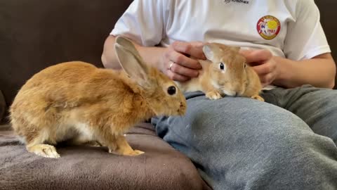 WE GOT A NEW RABBIT! Surprise for my Dog Bailey and Rabbit Sam!