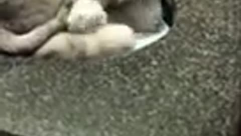 😺🐾😽 CUTE KITTENS 😺🐾😽