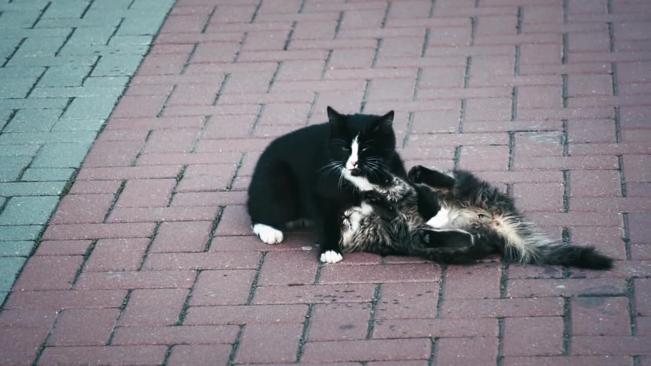 Cats grapple