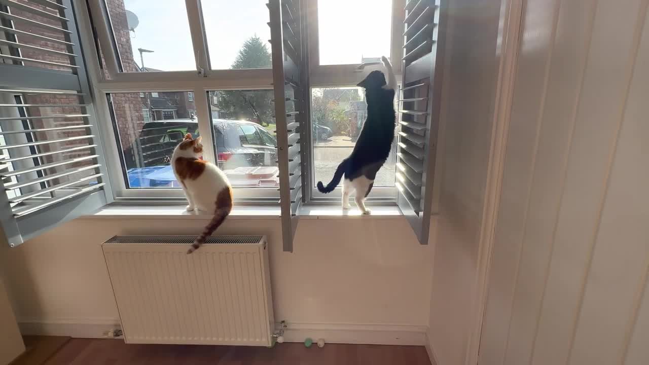 Cat In Hyper Mode