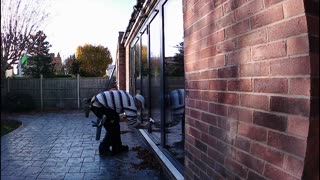 window cleaning