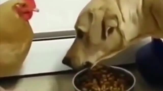 Chicken learns truth food