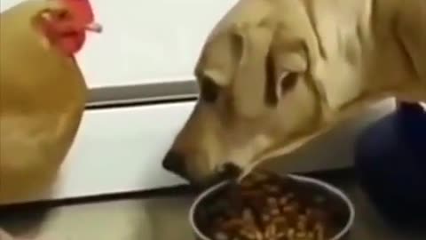 Chicken learns truth food