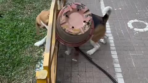Dog,funny dogs