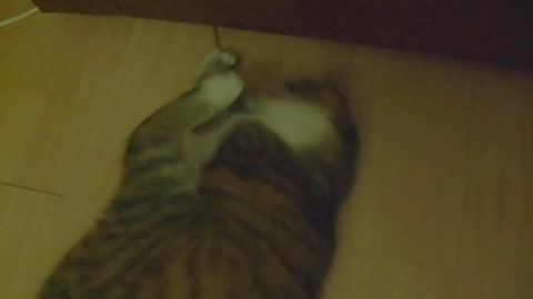 Cute cat playing