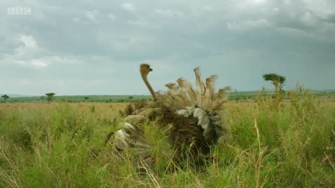 Zalika the Hyena FIGHTS an Ostrich