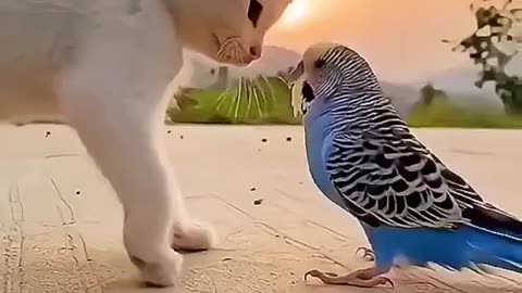 Beautiful Cat Love