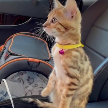 Little kitten not ready for the car wash experience 😱😍