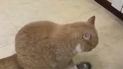 Funny cat video 🐈