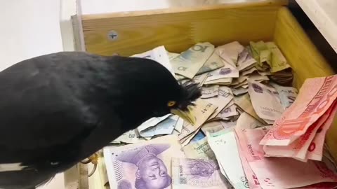 Money Bird I want One Too