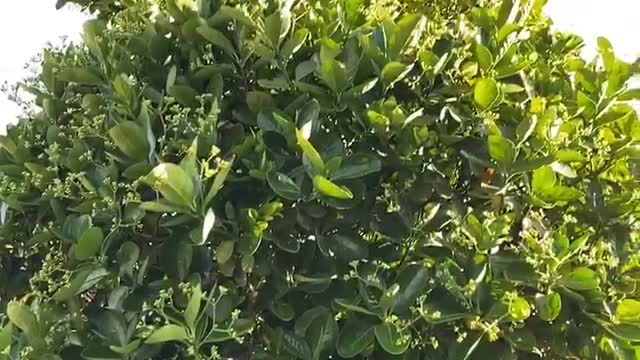 Green plants are thriving in the sunlight