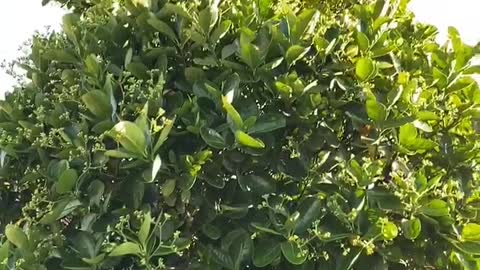 Green plants are thriving in the sunlight