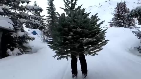 Snow Skiing Tree