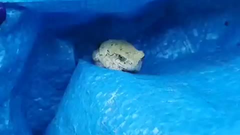 Cute Frog