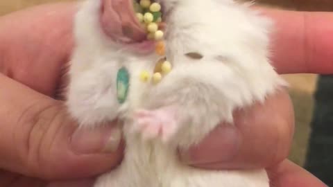 Hamster Cheeks Spill Pockets of Pellets