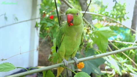 Loud Parrot Chirping Angry Voice - Natural Parrot Sounds - Parrot Calling Sounds --p9