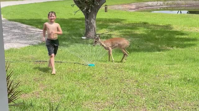 Kids Play With Deer in Sprinkler