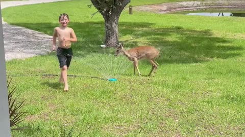 Kids Play With Deer in Sprinkler