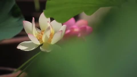 lotus