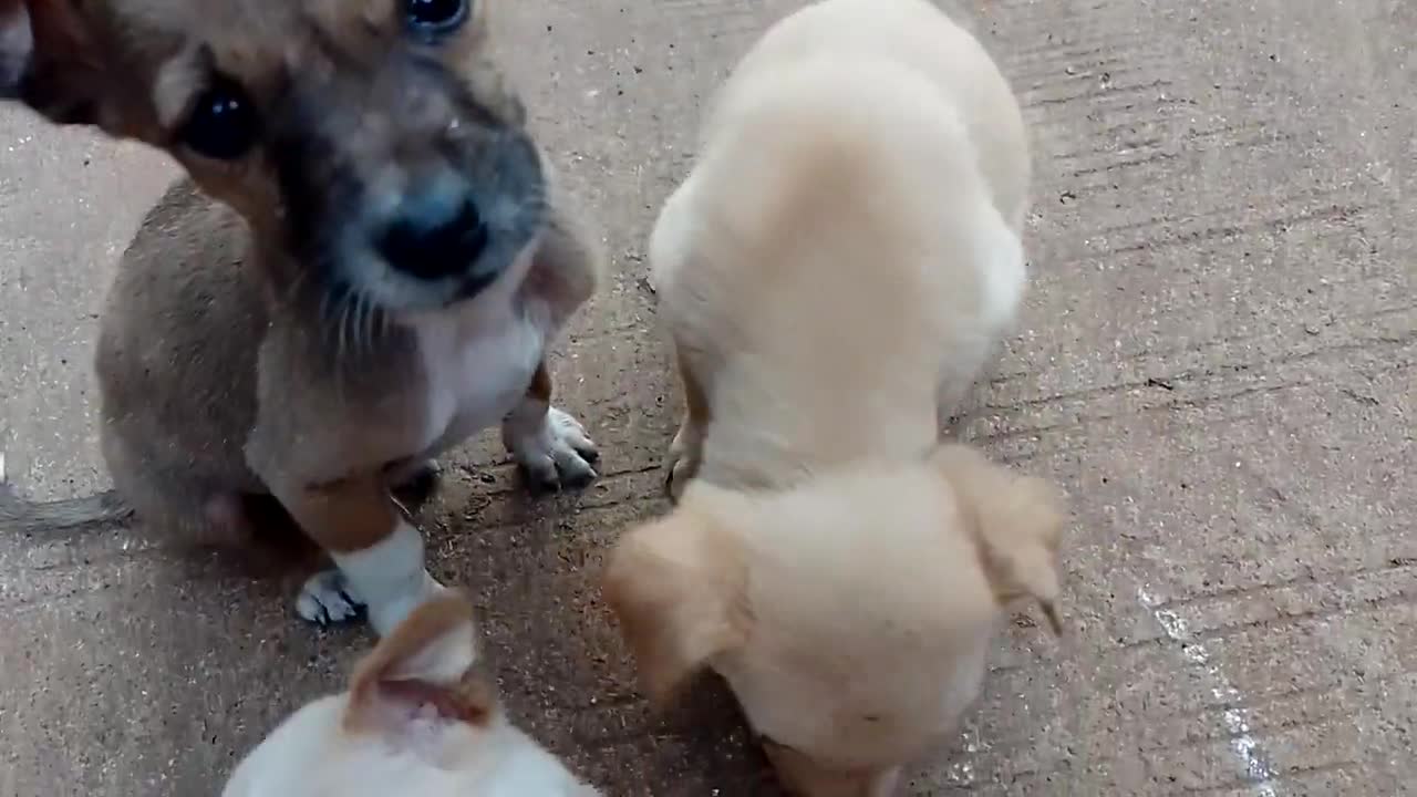 Puppy's love me too much because I love puppy's too see this video