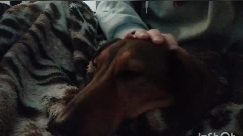 Cute dog sleeping on the sofa