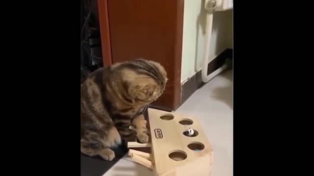 Watch this cat teaches how to play hide and seek