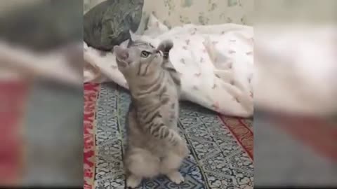 CAT IMPOSSIBLE FUNNY MOMENT