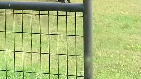 Adolescent Bear Cubs Wrestle in Yard