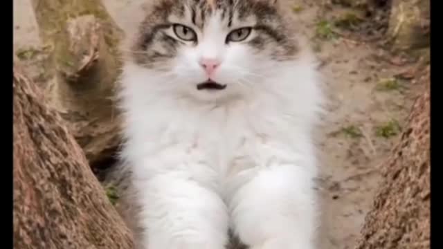 So Cute Cat || Cate Fully Fun || Cate Voice #shorts#