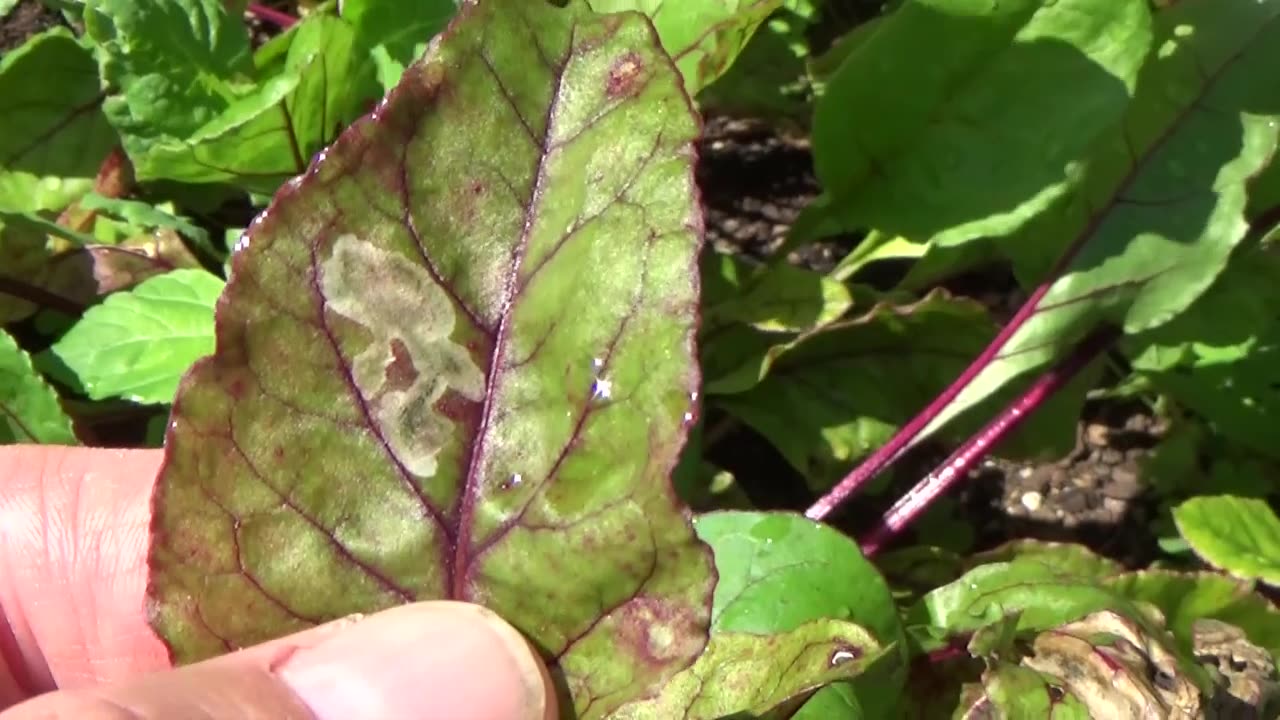 Spinach leaf miner, a common garden pest