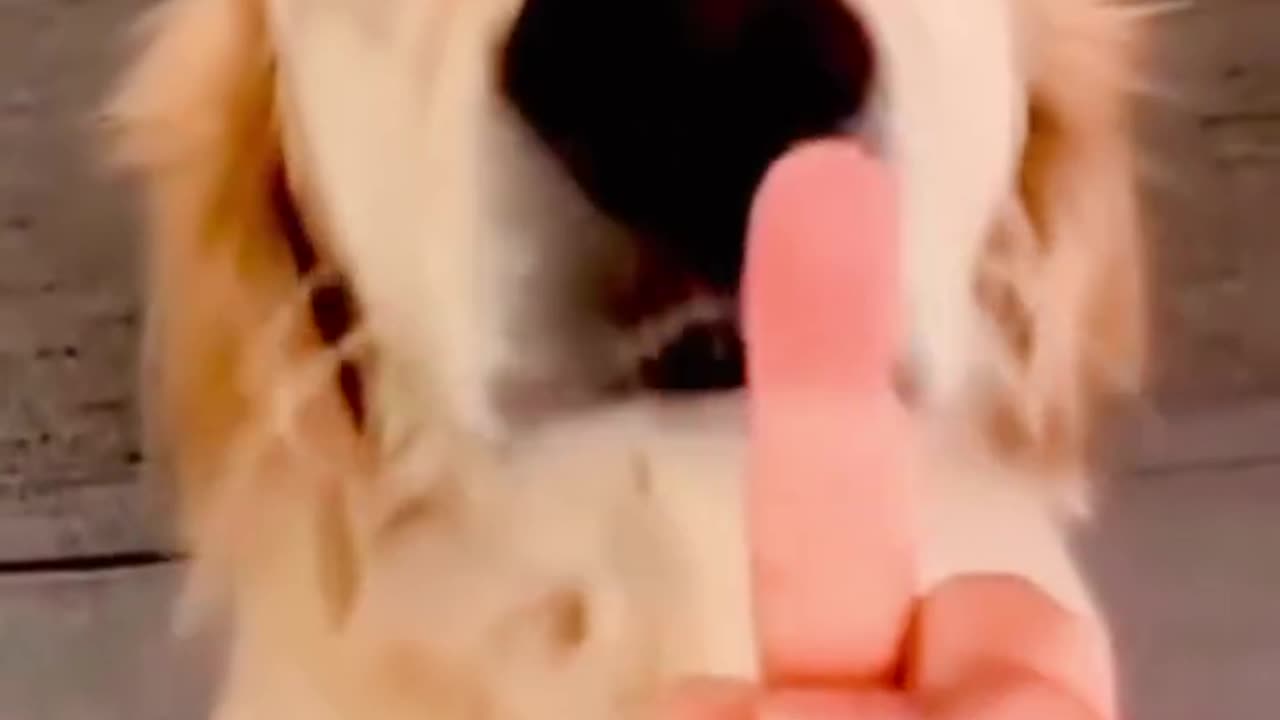Funny animals part 1 😂