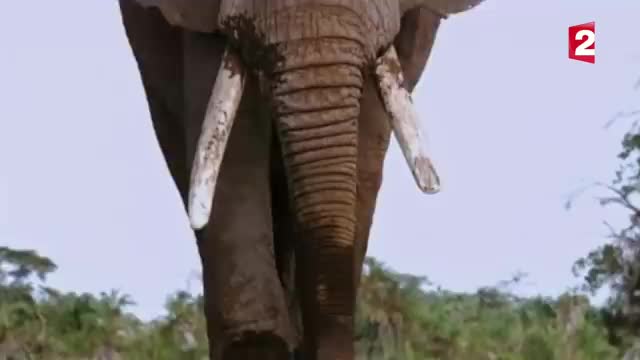 Combat d'éléphants impressionnant - ZAPPING SAUVAGE_Cut