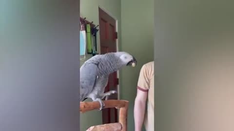 Hilarious Parrot Has the Best Comebacks! 😂🦜
