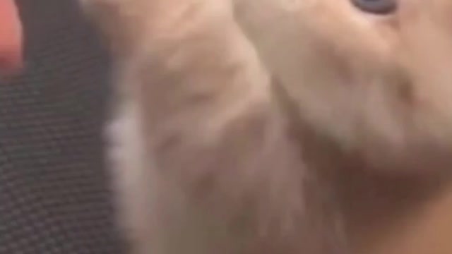 Cute Kitten playing