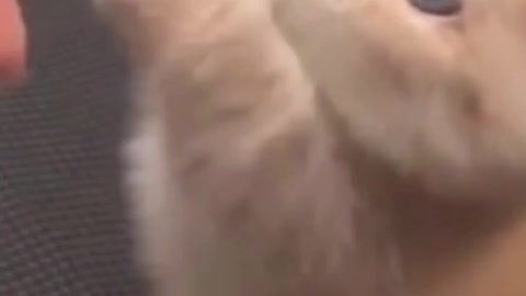 Cute Kitten playing