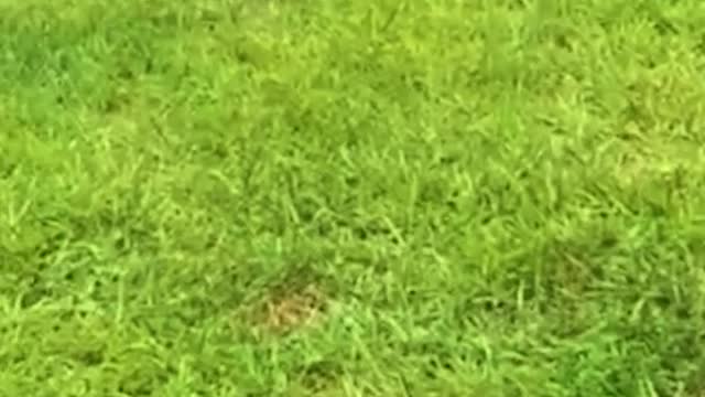 Trying to look cool after tripping in public like... 🤣💕🐶