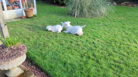 westie pup