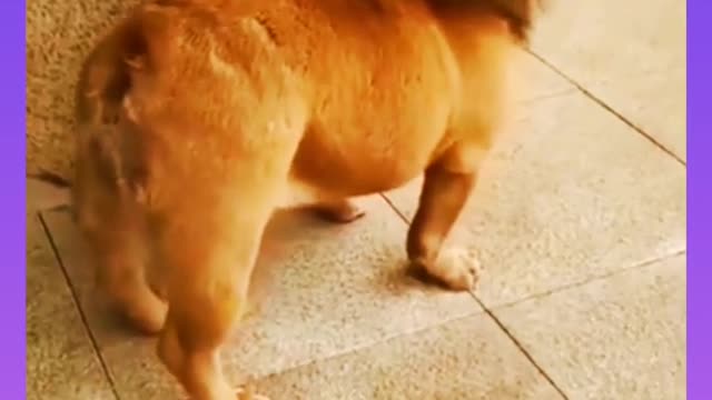 Amazing animal