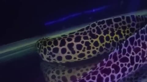 Scary Spotted EEL 😳 🐍 🐠🐟#shorts