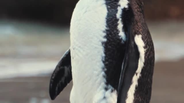 Very cute African Penguin