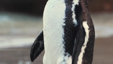 Very cute African Penguin