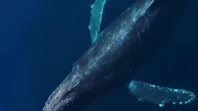 Life on our planet is truly stunning🐳