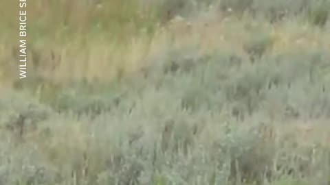 Tourists sprint towards a family of bears, causing them to run off.