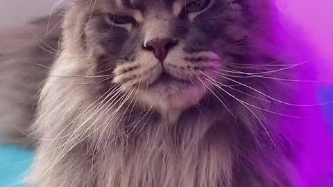 You may not have seen such a handsome cat before