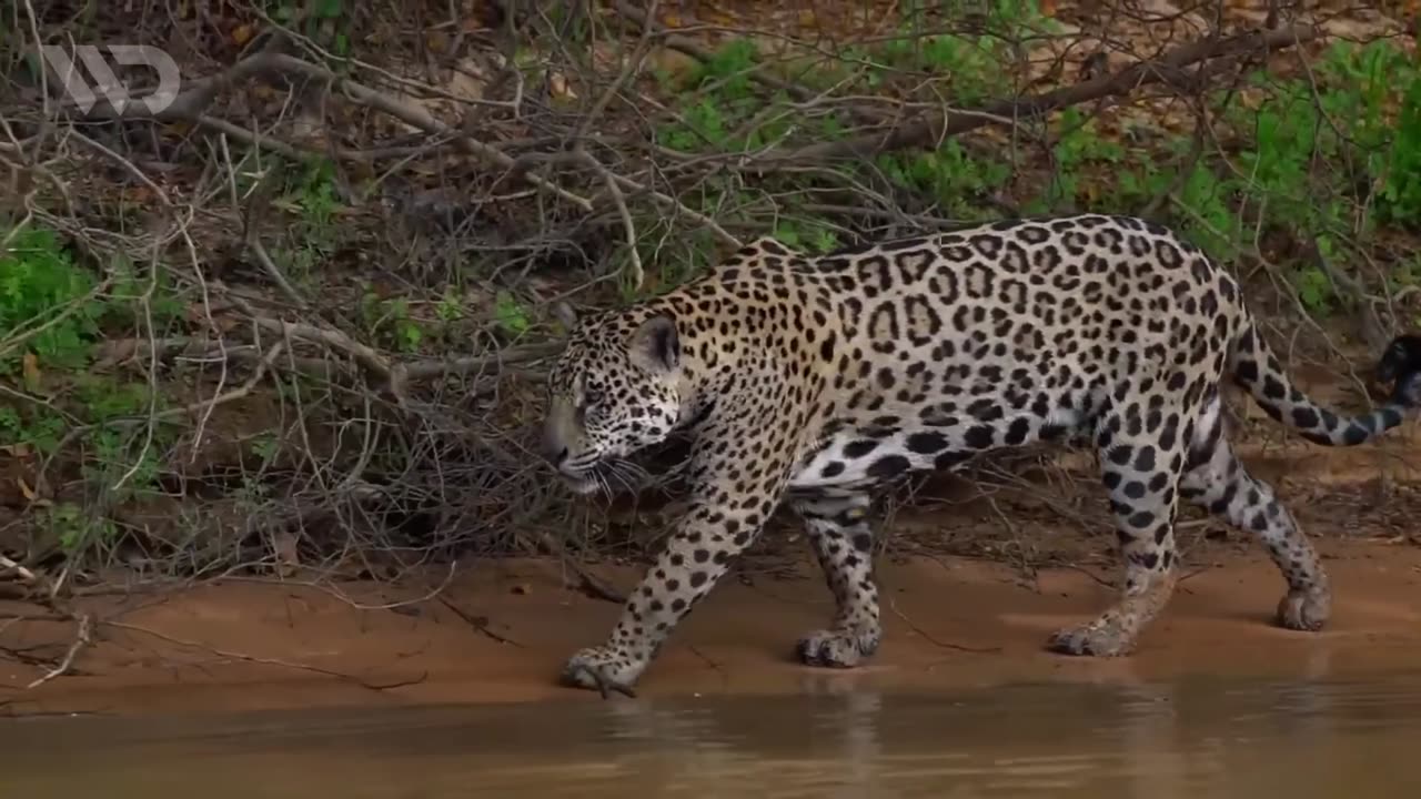 JAGUAR