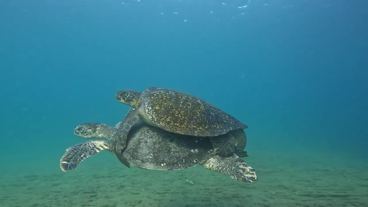 Carpooling in the Galapagos ....