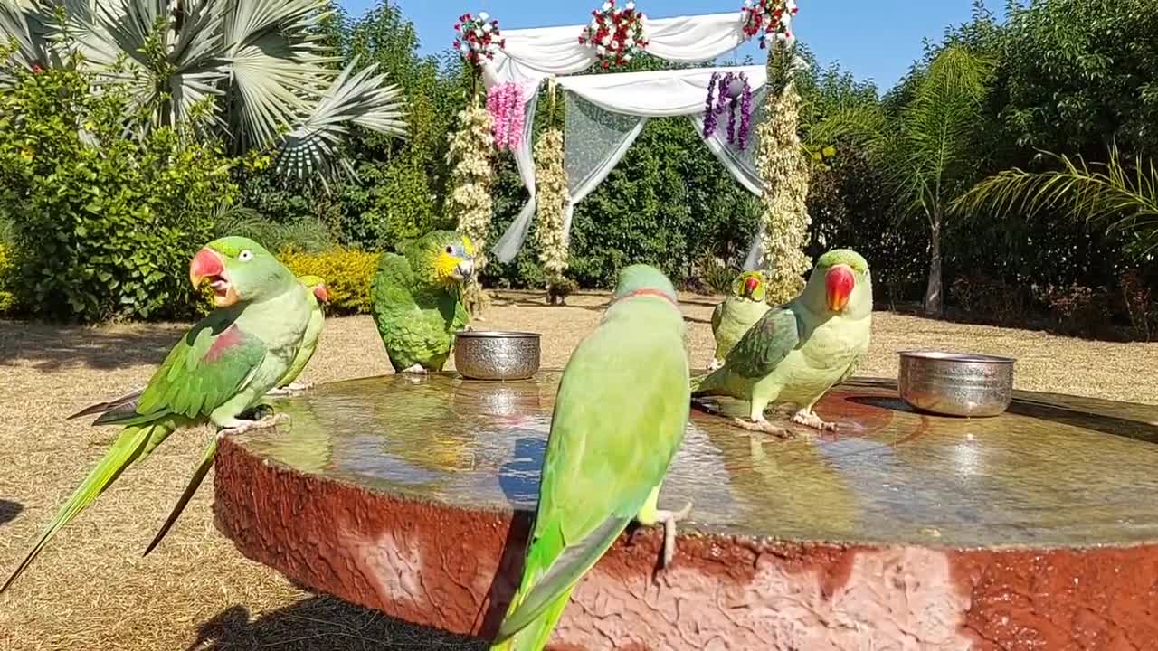 Happy Blue and Gold Macaw Taking a Shower _ Parrots Taking Shower